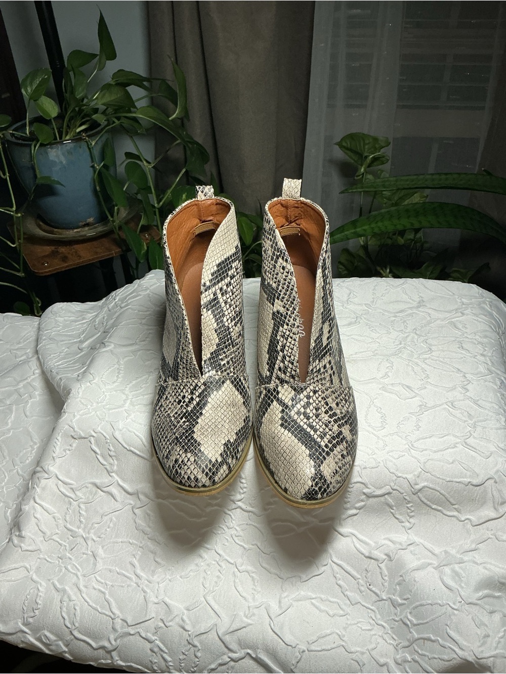 Women's Snake-Print Ankle Booties in Cream and Black